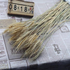 30pcs Natural Dried Pampas Grass Bouquet Pampas Grass Reeds Flowers Bulrush Bouquets Durable For for Vase Artificial Grass Room Décor Wedding Decorations