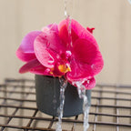 Artificial Potted Mini Real Touch Orchid Velvet Red